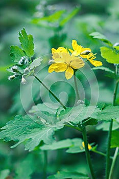 Greater celandine (Chelidonium majus, tetterwort, nipplewort or swallowwort)