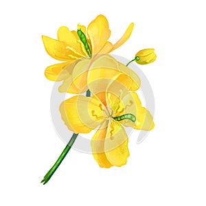 Greater celandine or Chelidonium majus yellow flowers isolated digital art illustration. Perennial herbaceous plant in e
