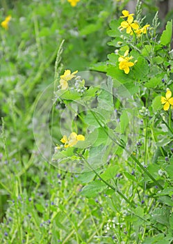 Greater Celandine. Chelidonium majus. Yellow greater celandine wildflower inflorescence