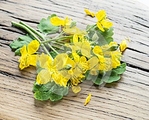 Greater celandine flower, swallowwort on the wooden background