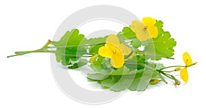 Greater Celandine (Tetterwort)