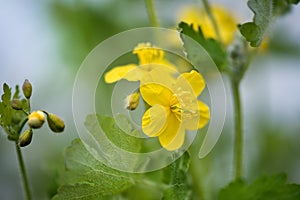 Greater Celandine, yellow wild flowers, close up. Chelidonium majus flowering, medicinal plant of the family Papaveraceae. Yellow-