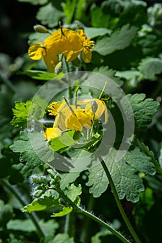 Greater Celandine, yellow wild flowers, close up. Chelidonium majus is poisonous, flowering, medicinal plant of the