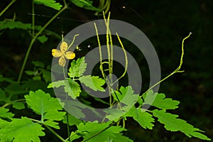Greater Celandine, yellow wild flowers, close up. Chelidonium majus is poisonous, flowering, medicinal plant of the