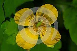 Greater Celandine, yellow wild flowers, close up. Chelidonium majus is poisonous, flowering, medicinal plant of the family