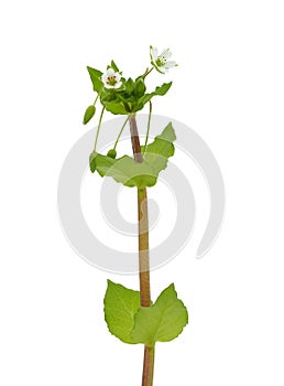 Greater chickweed plant isolated on white background, Stellaria neglecta