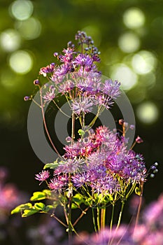 Greater- or Columbine Meadow Rue in spring