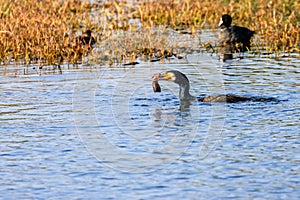 Greater Cormorant feeds