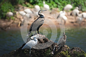 Greater Cormorant and Little egret on a rock on the shore of Lake Victoria, Tanzania