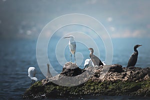 Greater Cormorant and Little egret on a rock on the shore of Lake Victoria, Tanzania