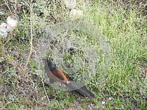 Greater Coucal