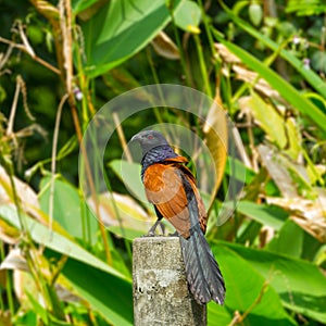 Greater coucal