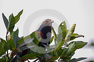 Greater coucal above the canopy