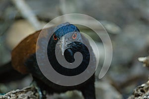 Greater Coucal bird Centropus sinensis