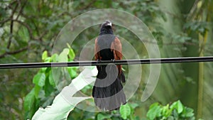 Greater coucal bird or crow pheasant centropus sinensis sitting on electric power line wires. Animals in urban life