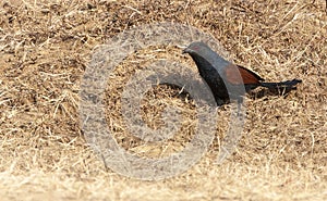 Greater Coucal, Centropus sinensis