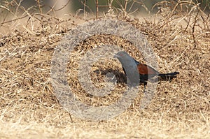 Greater Coucal, Centropus sinensis