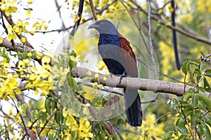 Greater Coucal Centropus sinensis Birds of Thailand
