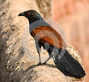 Greater coucal or Centropus sinensis looking for prey.