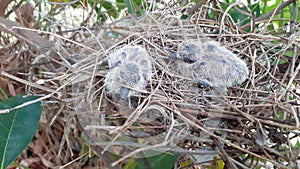 Greater coucal chicks in their nest