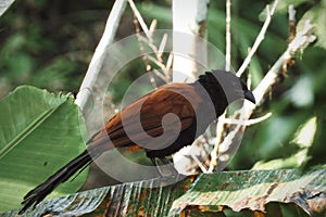 A Greater coucal clearly photographed in a hill village, Centropus sinensis, Family Cuculidae