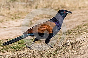 Greater Coucal - Crow Pheasant