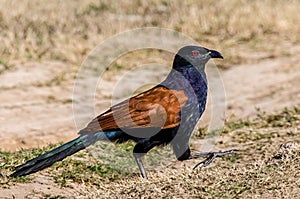 Greater Coucal - Crow Pheasant