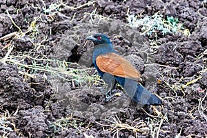 The greater coucal or crow pheasant