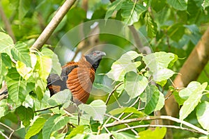 Greater coucal or Crow pheasant