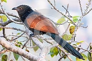 The greater coucal or crow pheasant Centropus sinensis