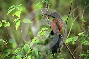 The Greater Coucal or Crow Pheasant or Centropus sinensis perching on tree in nice natural environment of wildlife in SrÃ­ Lanka