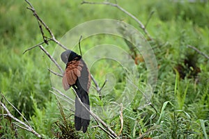 greater coucal or crow pheasant (Centropus sinensis) sitting on a branch and cleaning its feathers