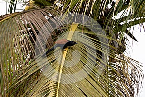 Greater coucal perched on a palm frond