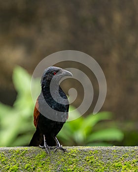 Greater coucal perched on a wall
