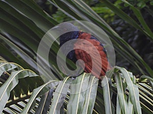 Greater coucal perching on a tree branch
