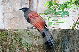 The Greater Coucal Reconnoitering the surroundings for food.