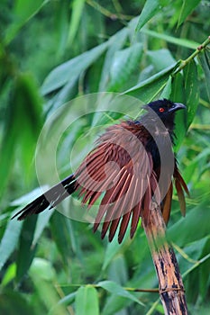 GREATER COUCAL SPOTTED IN RAINY DAY.