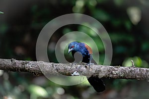 Greater coucal on a tree branch
