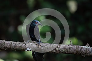 Greater coucal on a tree branch