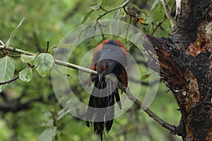 Greater coucal watching from the branch