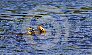 Greater Crested Grebe displaying and swimming catching a fish
