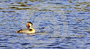 Greater Crested Grebe displaying and swimming catching a fish