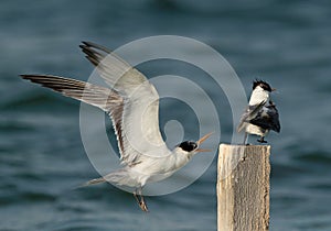 Greater Crested Tern approaching close to wooden log at Busaiteen coast, Bahrain
