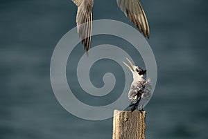 A Greater Crested Tern approaching other from the top  at Busaiteen coast, Bahrain