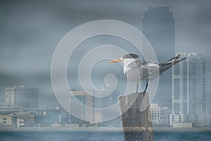 Greater Crested Tern with backdrop of Bahrain skyline. A in camera double exposure image