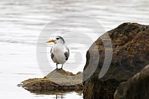 Greater Crested Tern bird standing on rock at Augusta, town on south-west coast of Western Australia