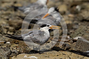 Greater Crested Tern at Busaiteen coast of Bahrain