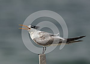 Greater Crested Tern calling, Bahrain