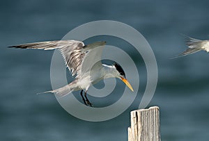 Greater Crested Tern capturing the resting place at Busaiteen coast, Bahrain