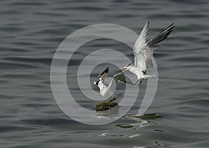 Greater Crested Tern fight for the float at Busaiteen coast, Bahrain